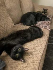 Cats on couch